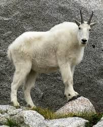 KanyeGoat Logo